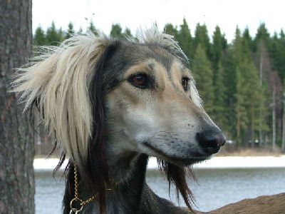 Dadaelis Nile of Tazillah